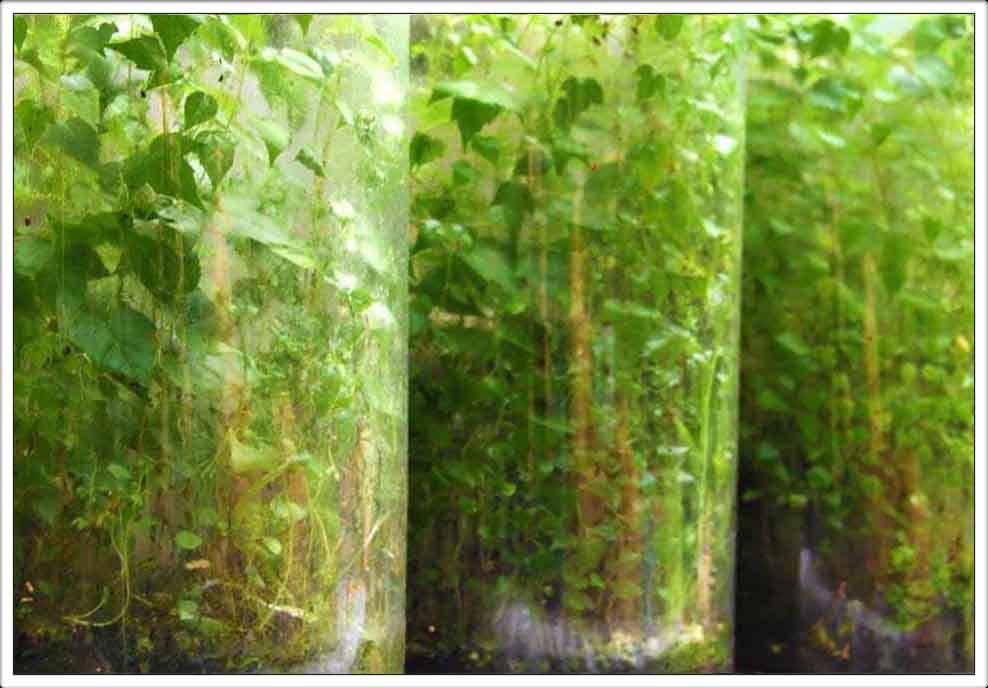Picture of ecosferes by local austin texas artist with trees inside